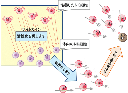 ANKは体内のNK細胞を活性化
