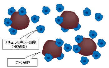 培養されたNK細胞が体内でがん細胞を攻撃する図
