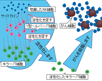 Th1（ヘルパー）細胞がキラーＴ細胞に信号を出し活性化させがん細胞を攻撃するよう指示を出す図