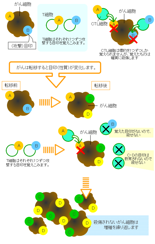 CTL細胞に関する図