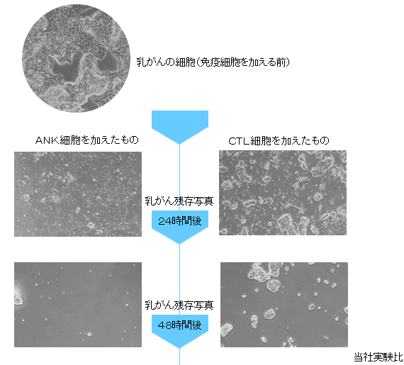 NK細胞とCTLの細胞傷害能力の比較