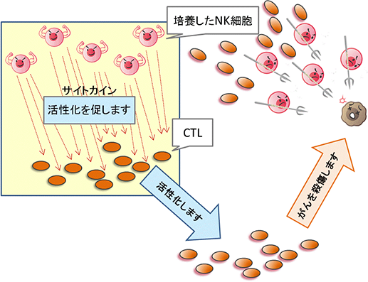 ANKはCTLも誘導