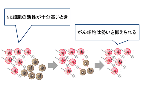 NK細胞の活性が十分高いとき、がん細胞は勢いを抑えられる